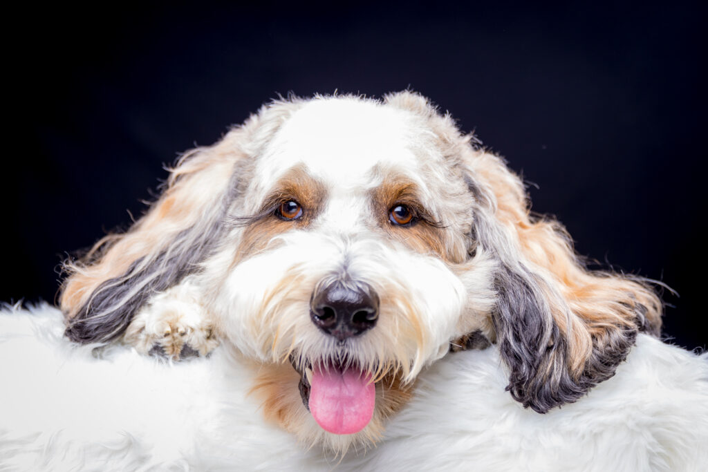 Dolly - S Professional pet portrait.