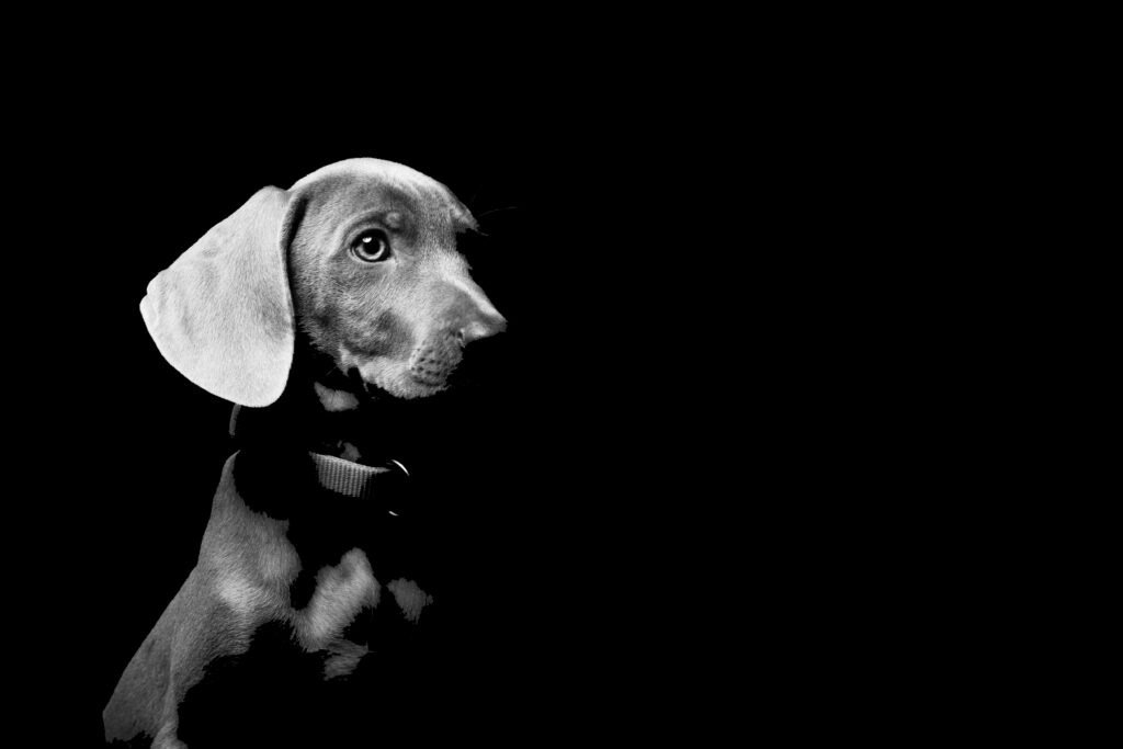 Black and white image of a puppy