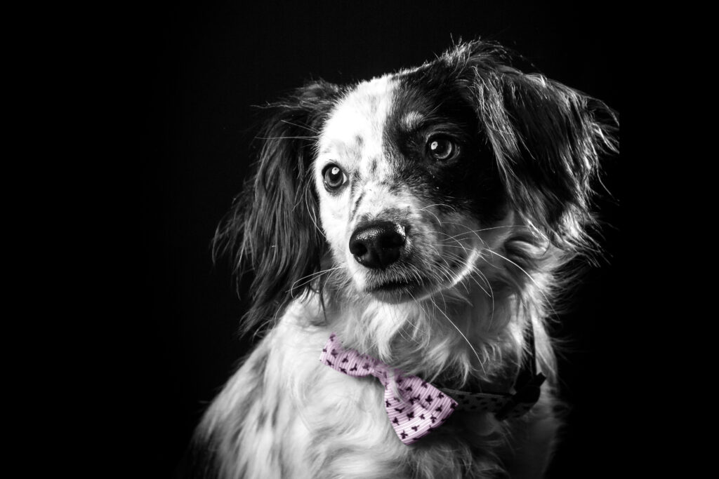 Dolly's professional pet portrait.